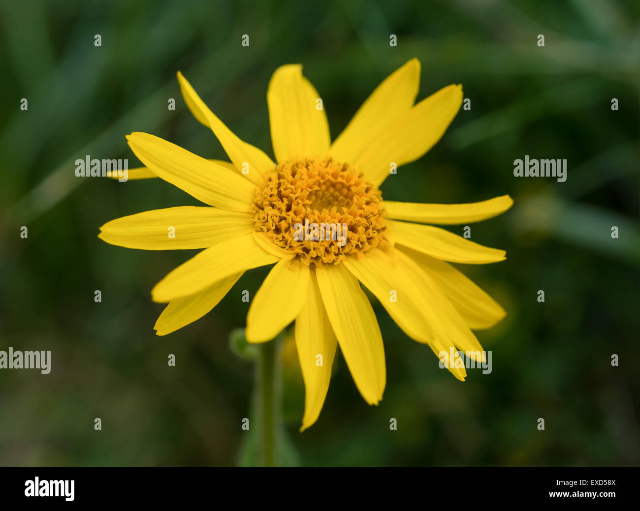 Arnica montana, yellow wild mountain flower Stock Photo Alamy