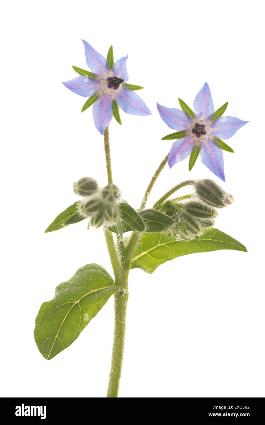Borage flowers (starflower) isolated on white background Stock Photo