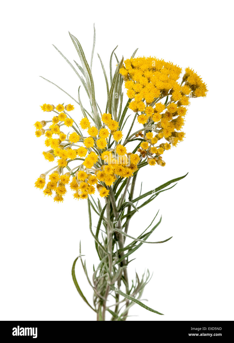 Immortelle (Helychrysum) isolated on white background Stock Photo