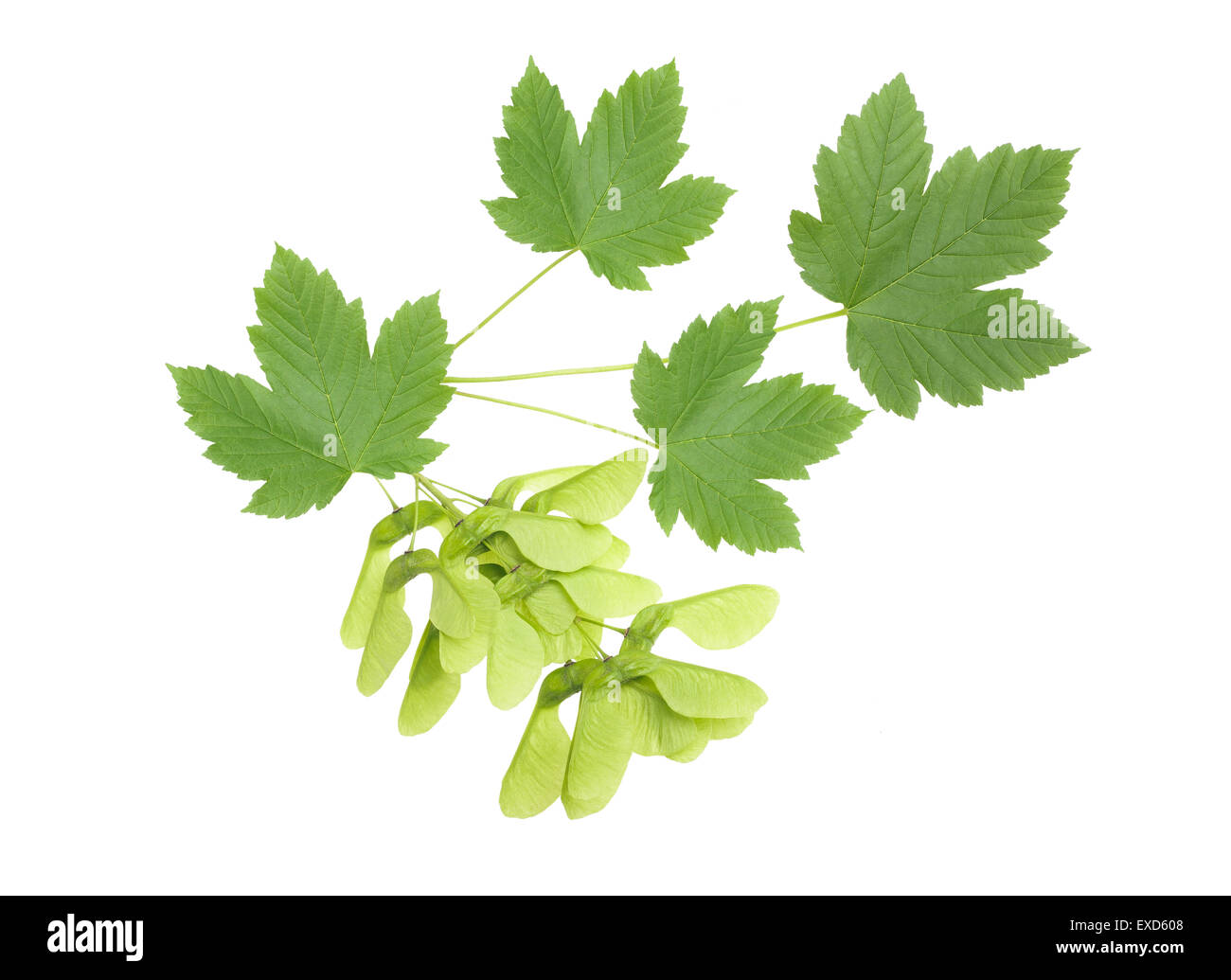 maple branch with leaves and samaras isolated on white background Stock Photo