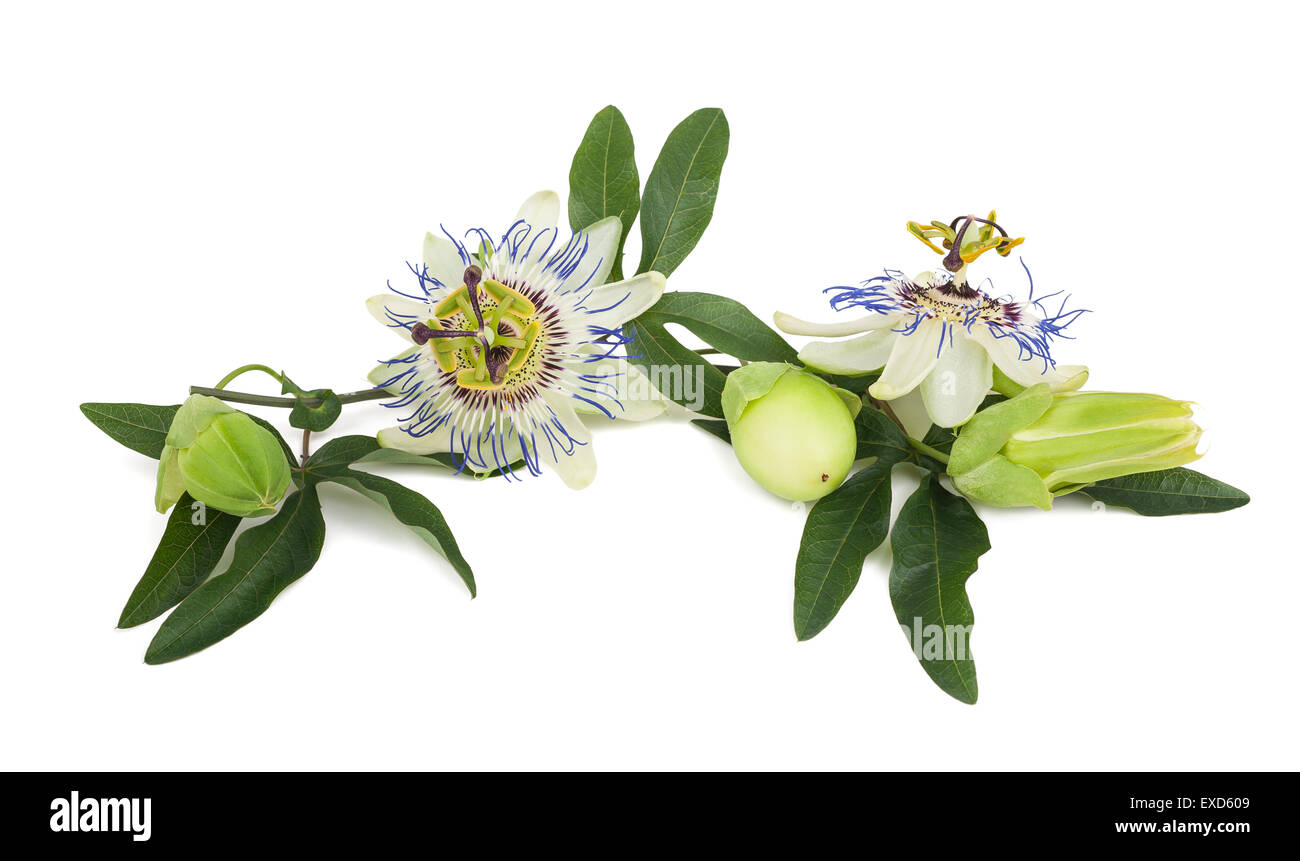 Passion flowers (Passiflora) branch isolated on white background. Stock Photo