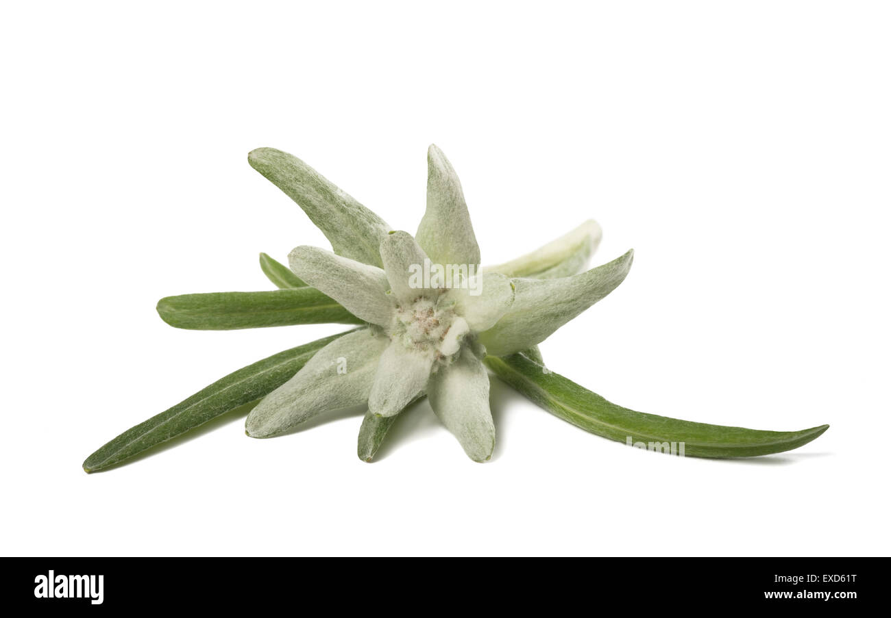 Embroidered Ribbon with Edelweiss and Alpine Flowers