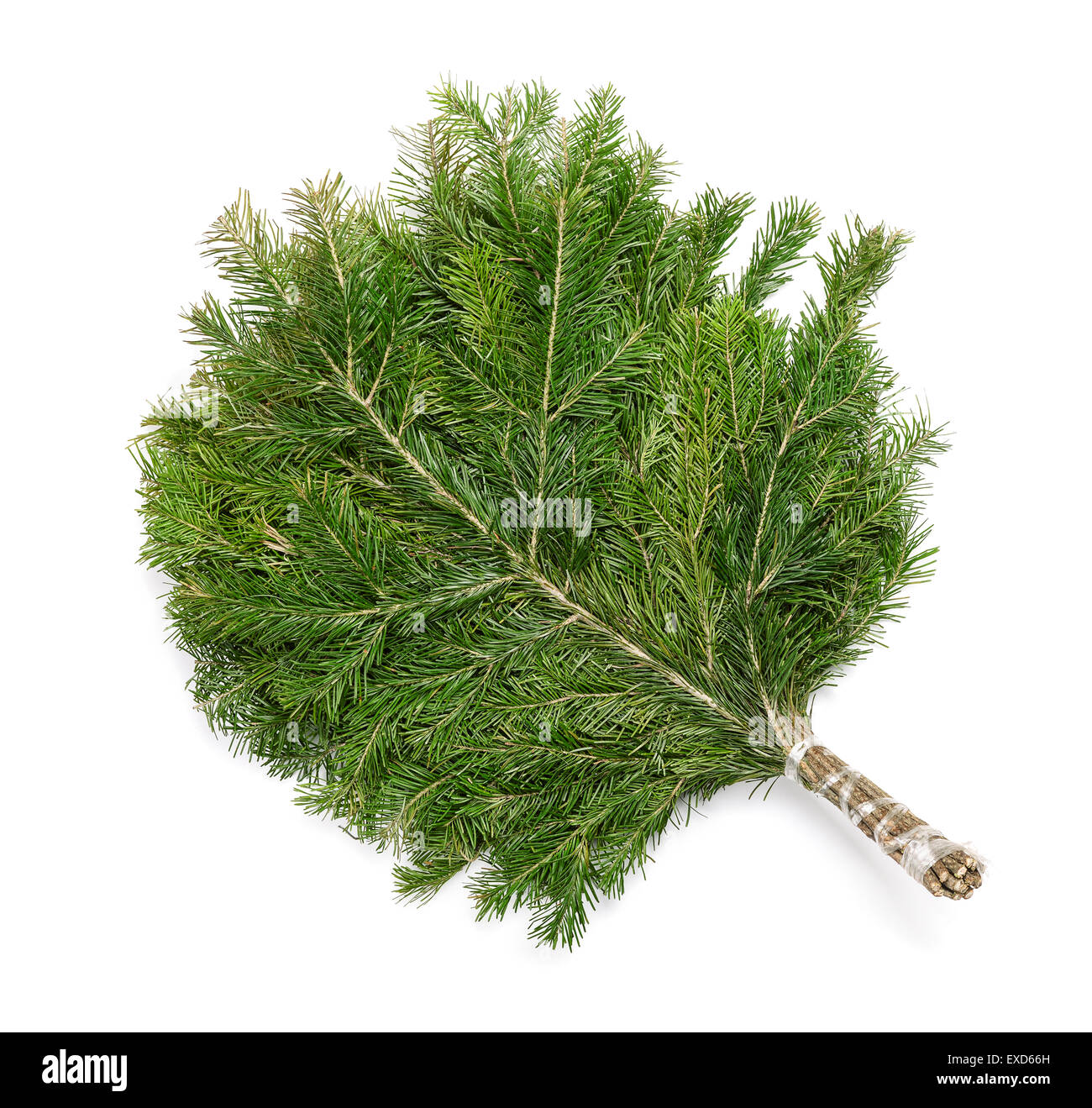 Juniper plant on white background hires stock photography and images