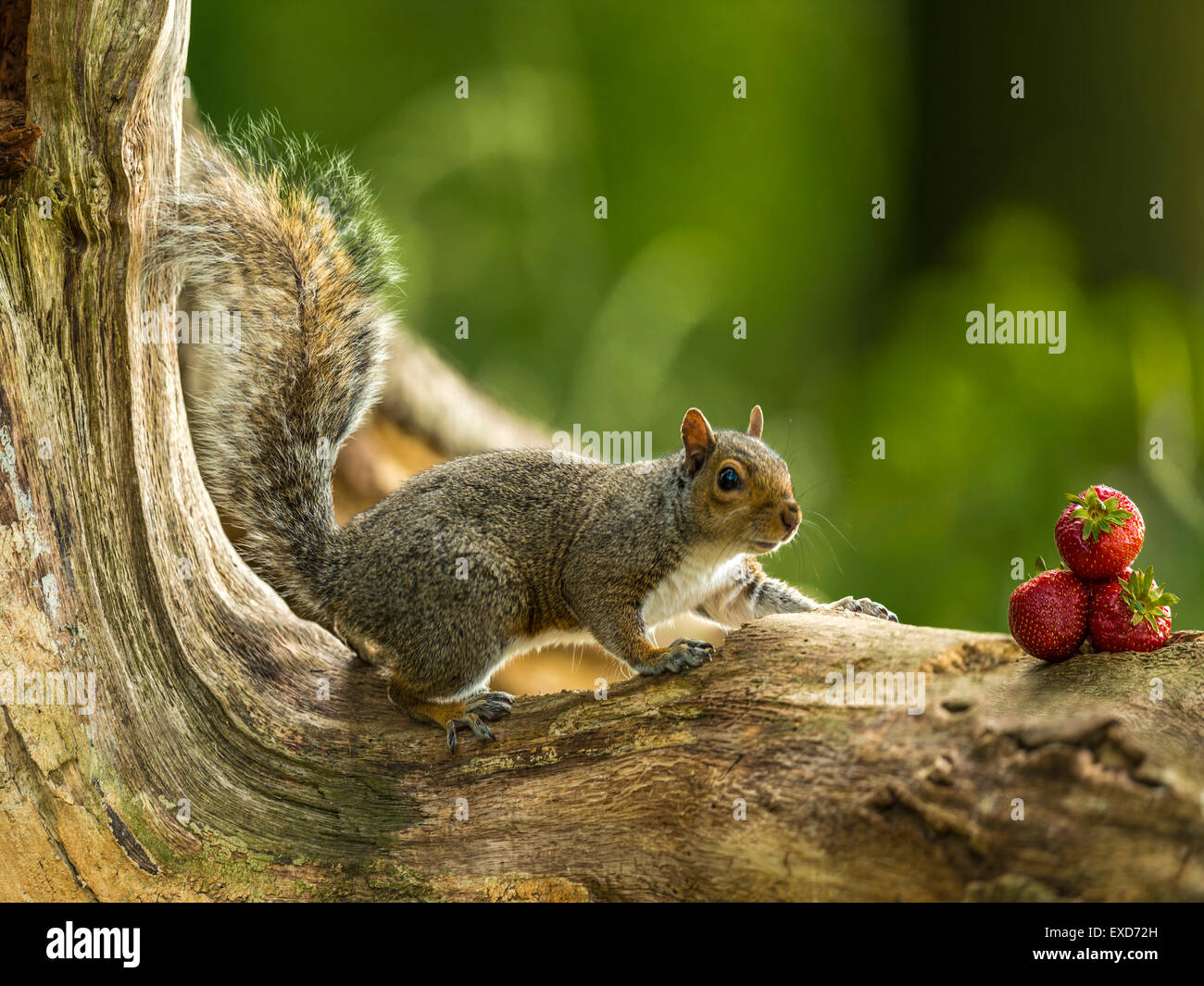 Wild Fruit, 'Don't Squirrel these away! ', great promo shot for ad campaign, retail, grocery, etc. Stock Photo