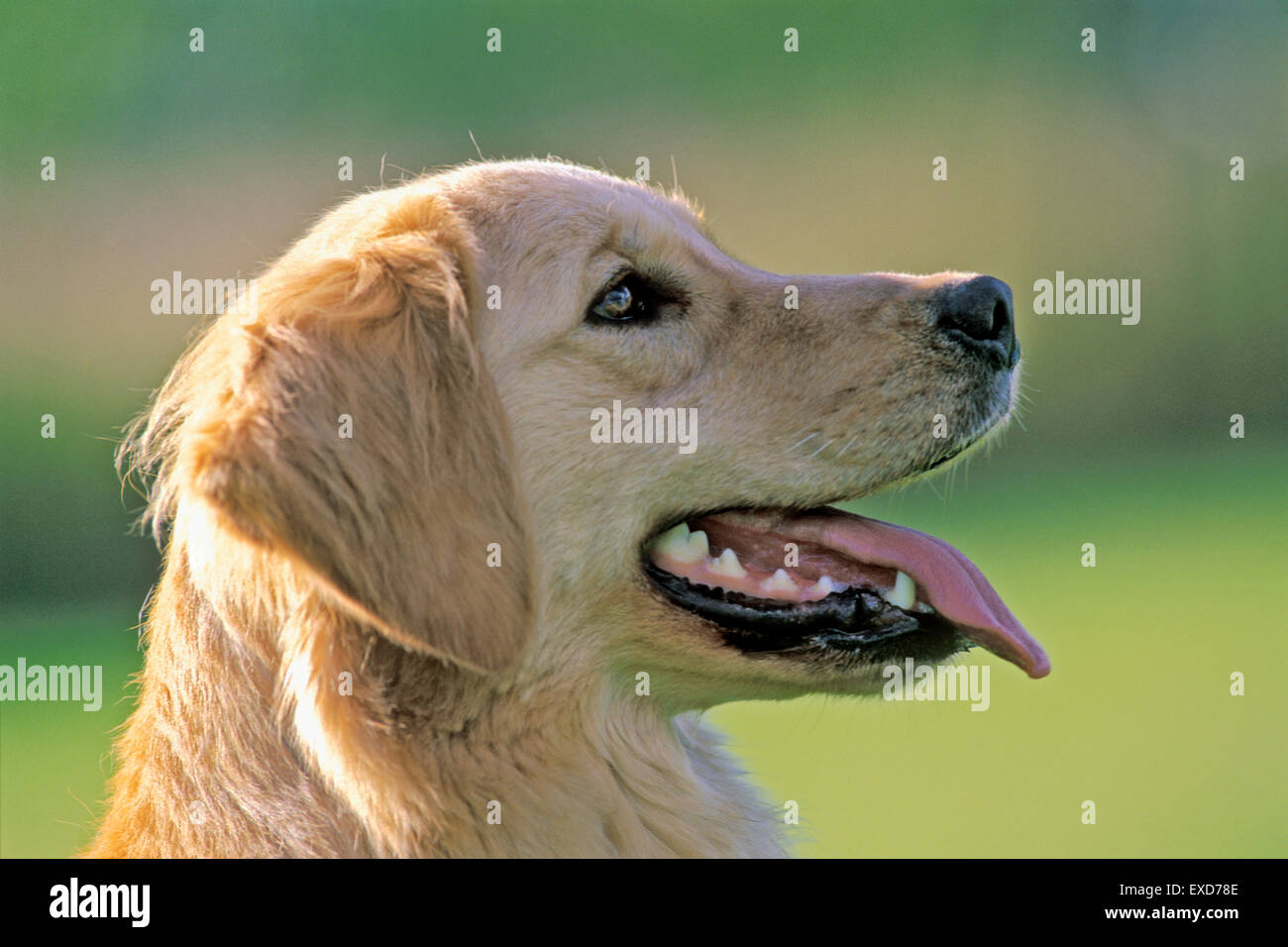 Golden Retrieve head portrait,profile Stock Photo - Alamy
