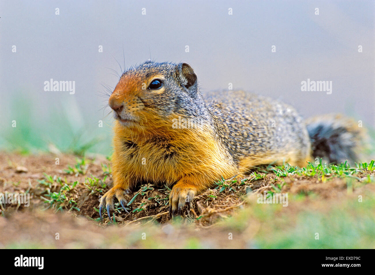 Columbian Ground Squirrel laying in grass at den site. Stock Photo