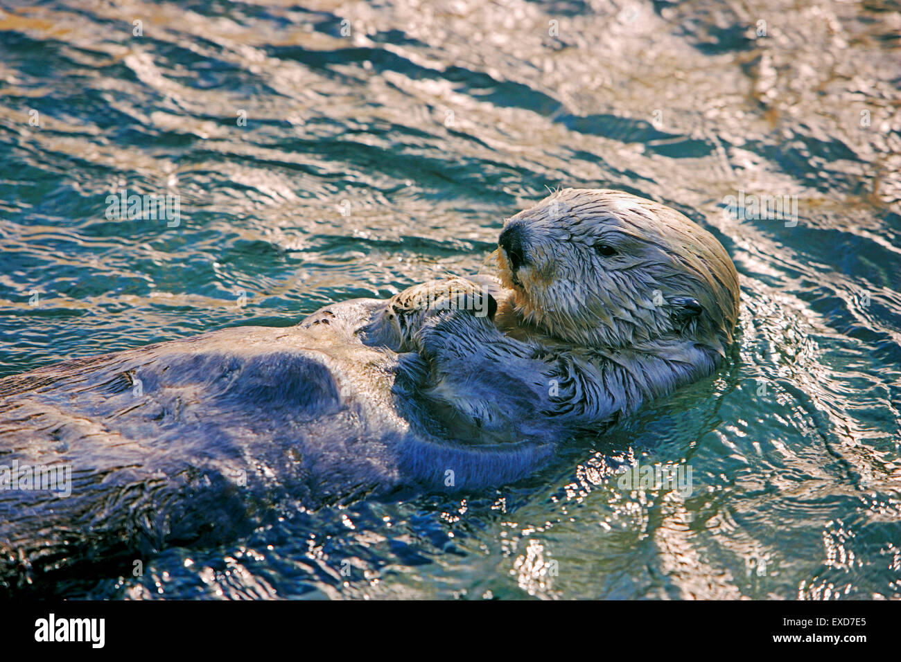 Sea otter floating on its back, evening sunlight Stock Photo