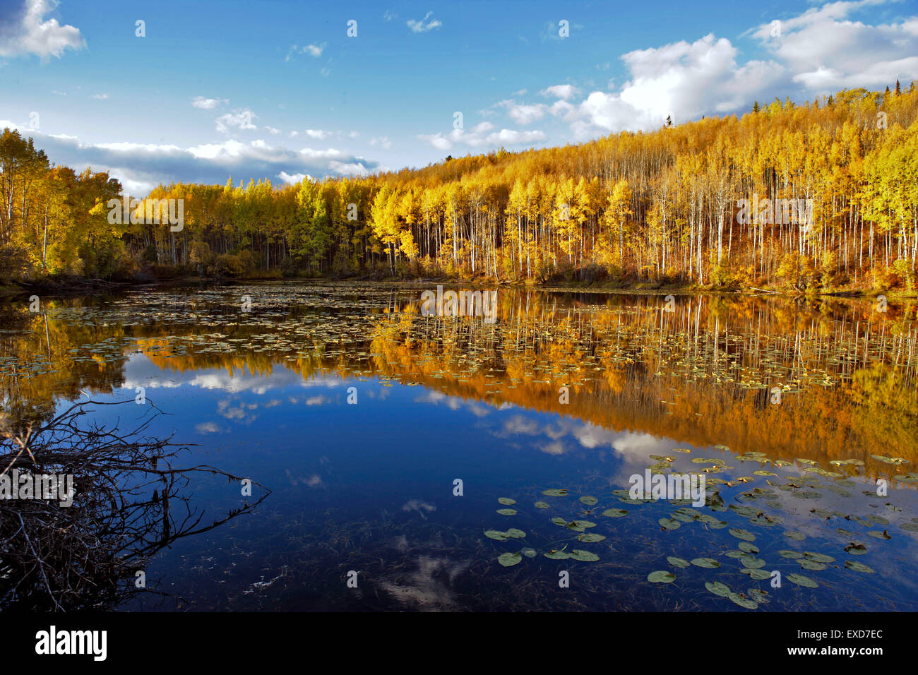 Autumn aspen trees pond aspen hires stock photography and images Alamy