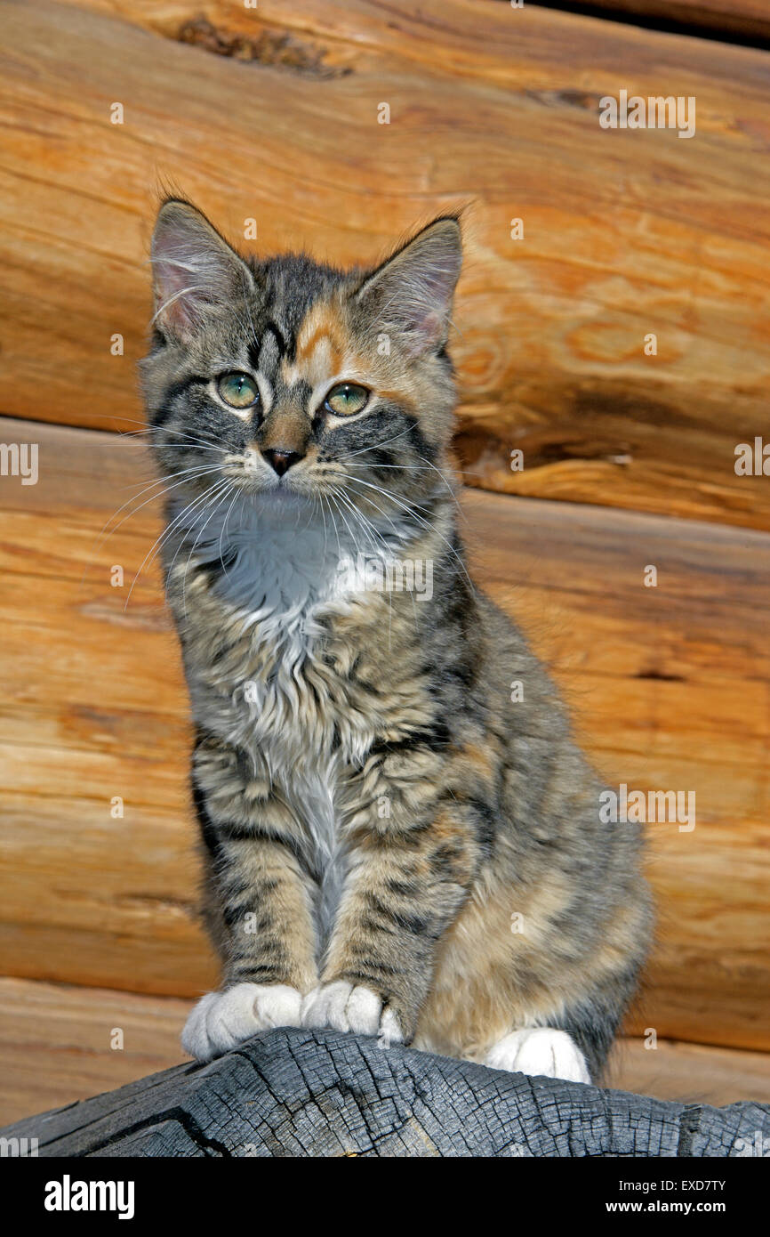 Kitten calico sitting on log, portrait Stock Photo