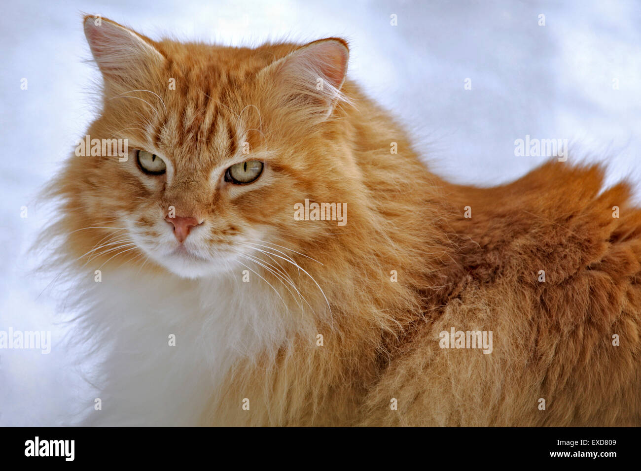 Orange tabby tomcat hi res stock photography and images Alamy