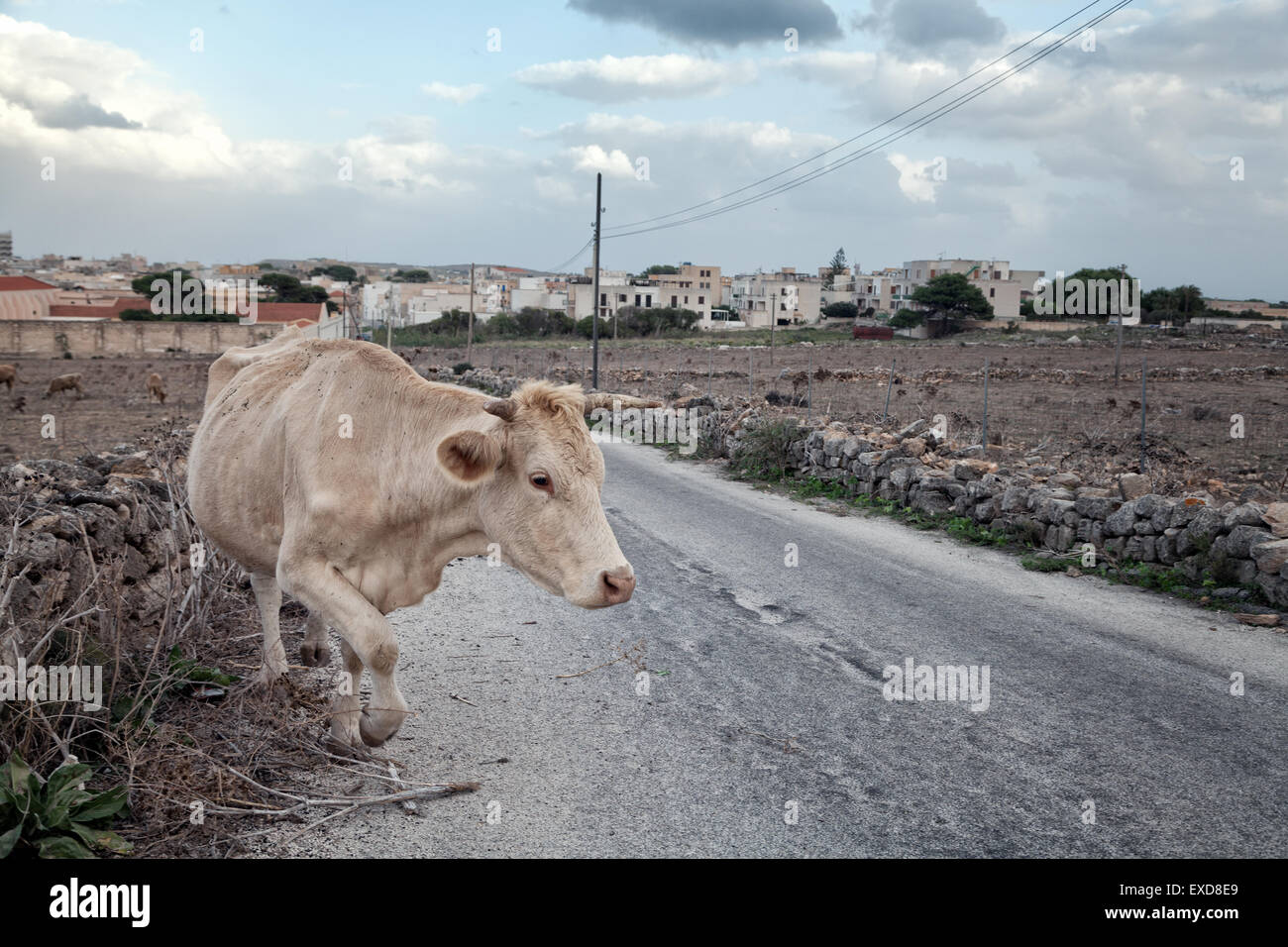 Favignana, Egadi Islands, Sicily :  cow crosses a road under a cloudy sky Stock Photo