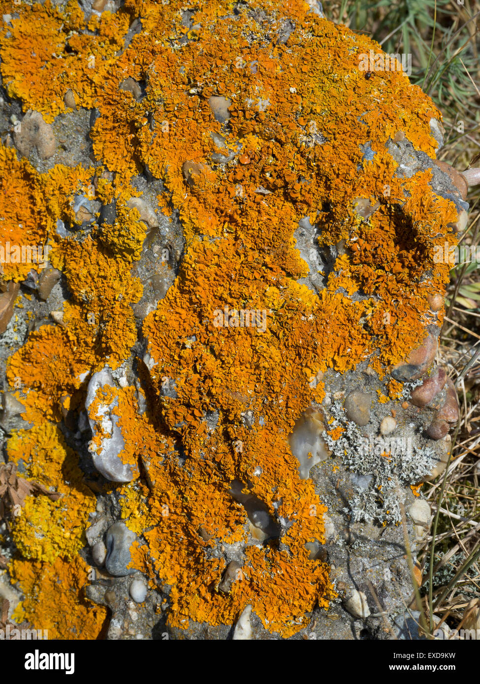 Orange lichen Caloplaca marina, on concrete Stock Photo