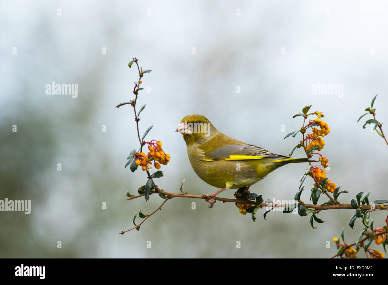 Eurasian Greenfinch Carduelis chloris adult adult male in breeding ...