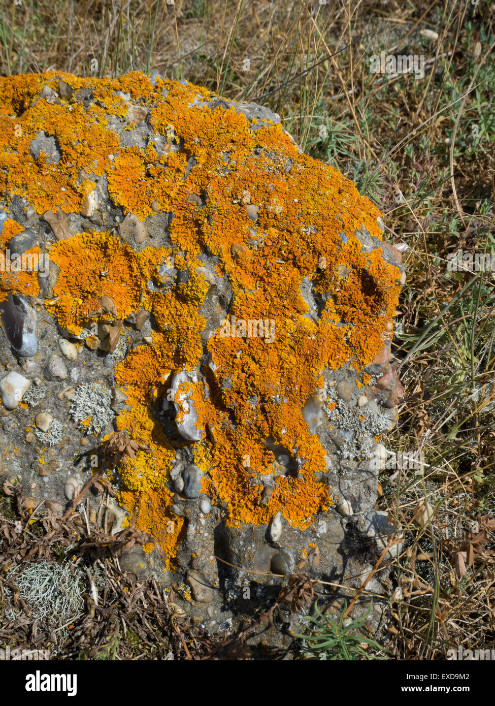 Orange lichen Caloplaca marina, on concrete Stock Photo