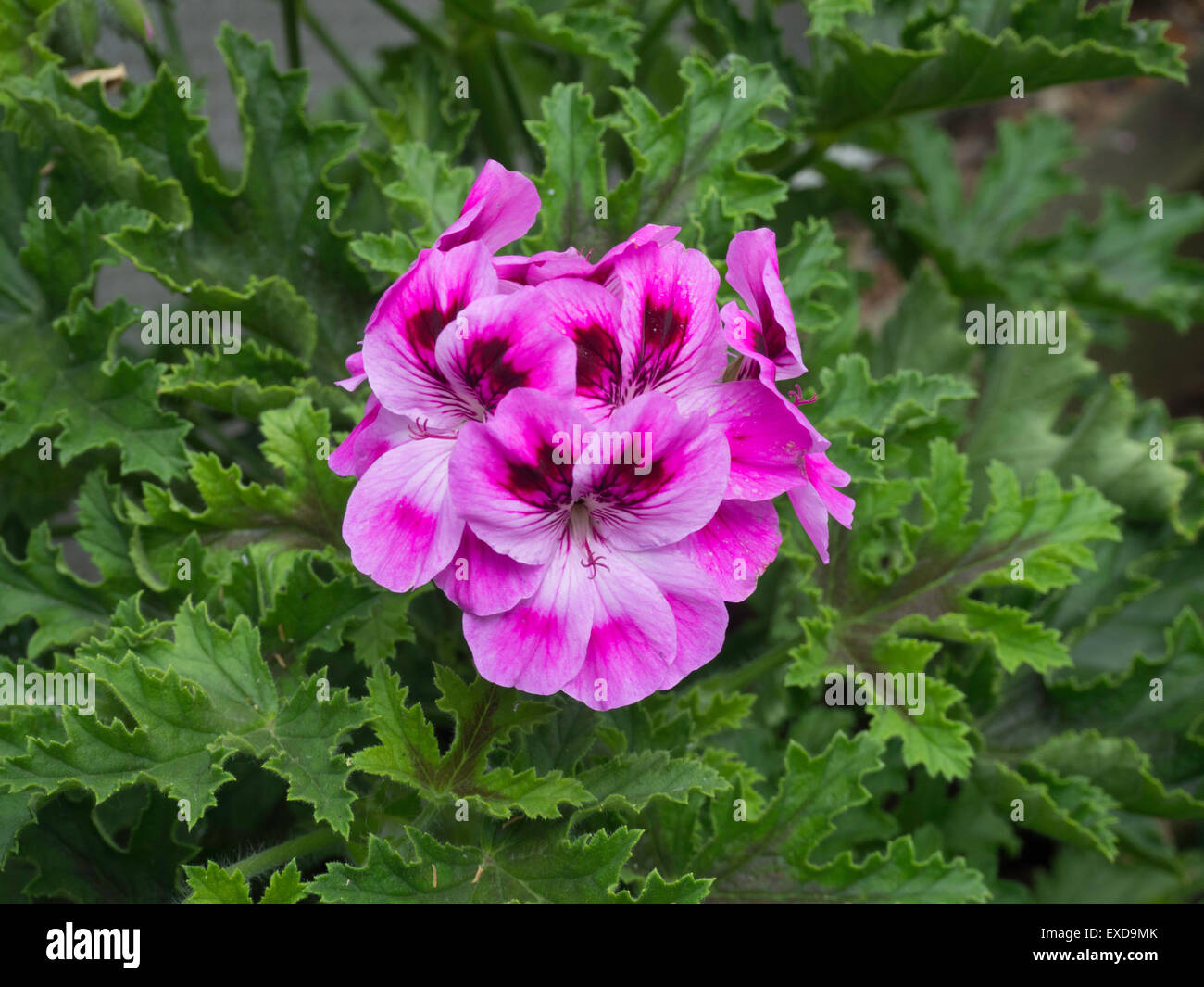 Scented geranium 'Orsett' flowers Stock Photo