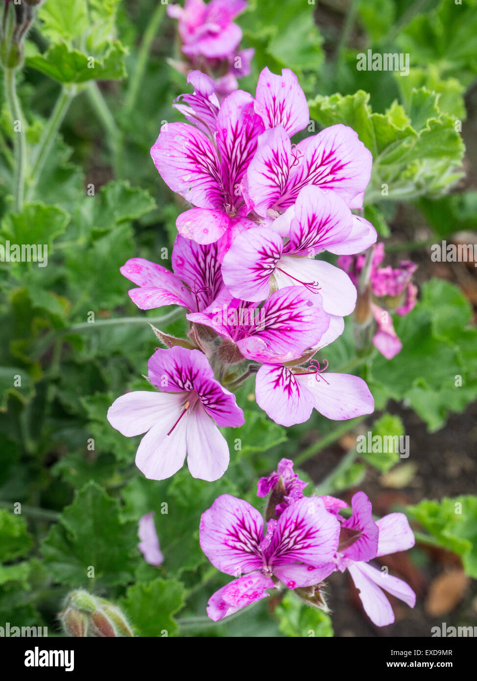 Scented geranium 'Pink Capitatum' flower Stock Photo