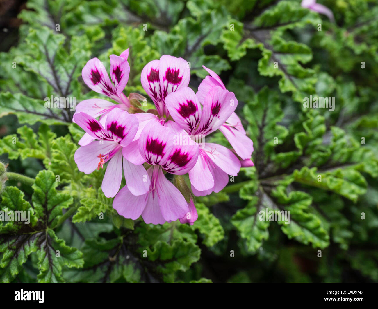 Scented geranium 'Royal Oak' flower Stock Photo