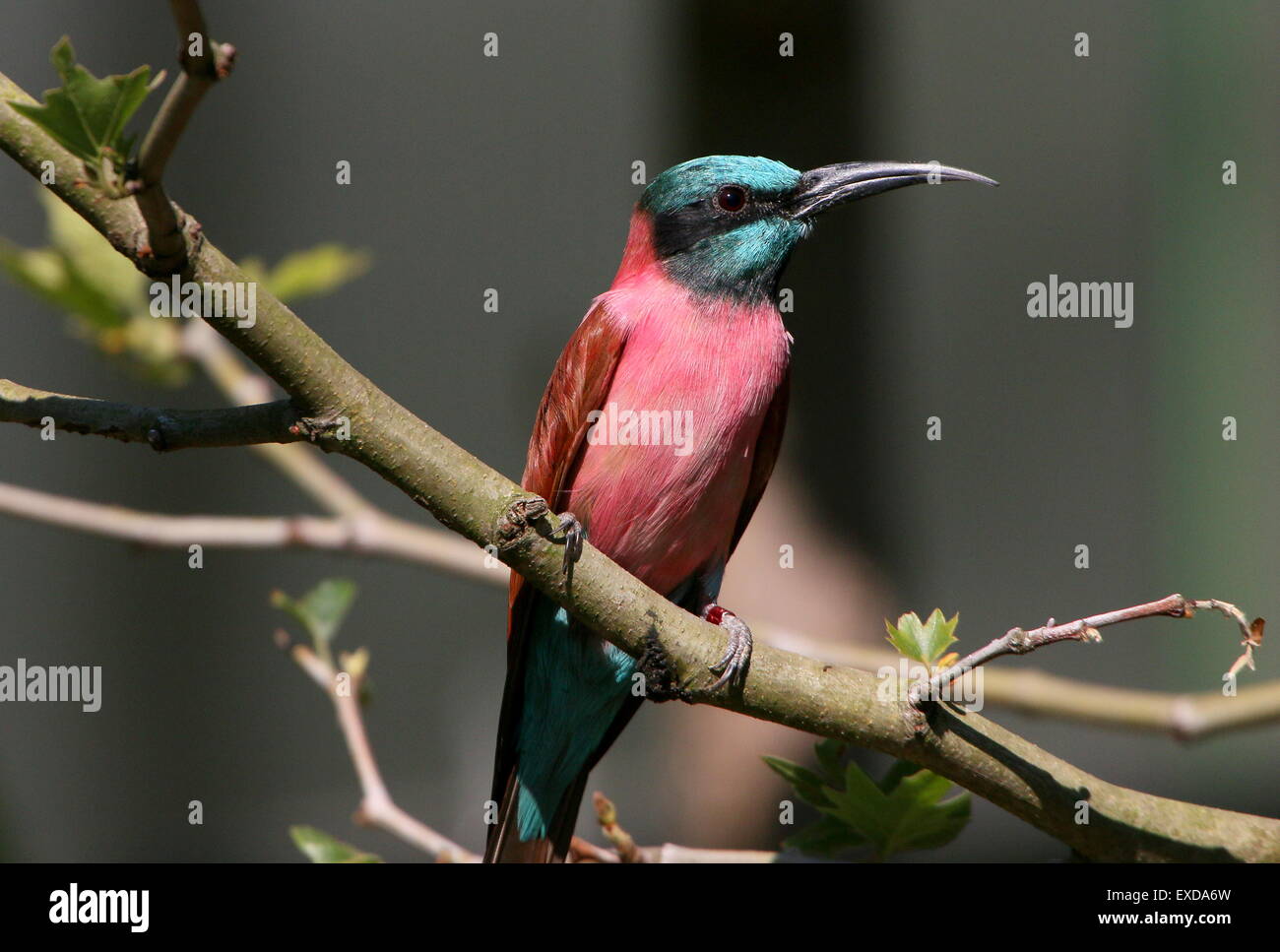 African Northern carmine bee-eater or Nubian bee eater (Merops nubicus) Stock Photo