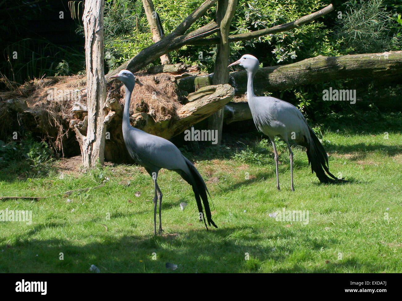 Pair of South African Blue Cranes (Grus paradisea, Anthropoides paradisea), a.k.a. Paradise or Stanley crane Stock Photo