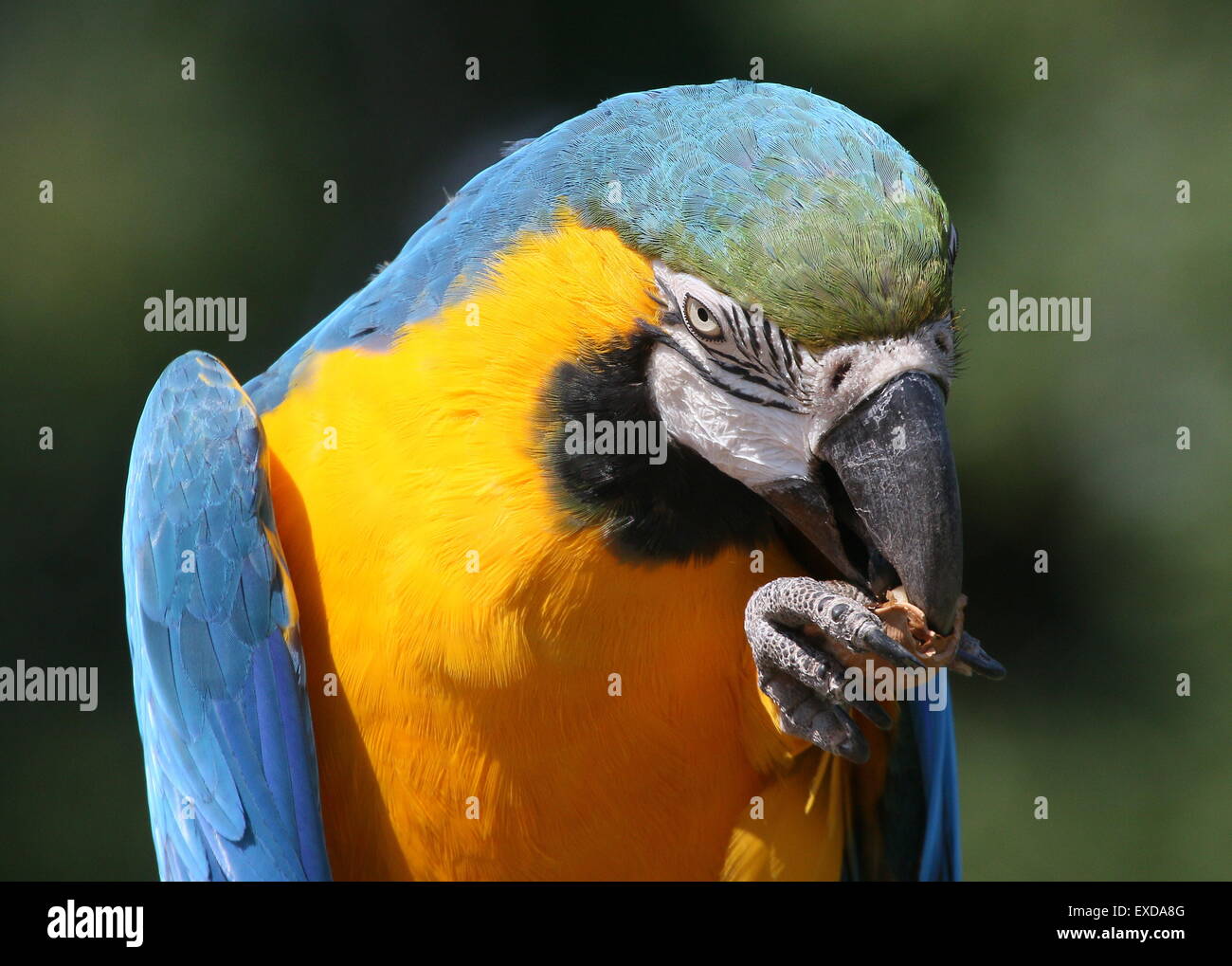 Blue and yellow macaw (Ara ararauna) close-up, while eating a nut Stock Photo