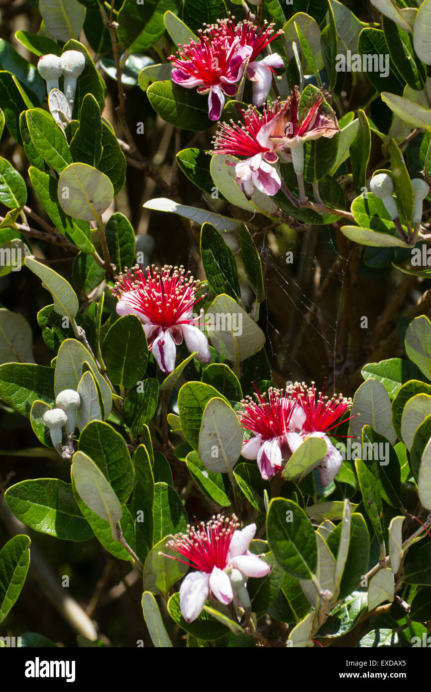 Edible July flowers of the pineapple guava, Acca sellowiana Stock Photo