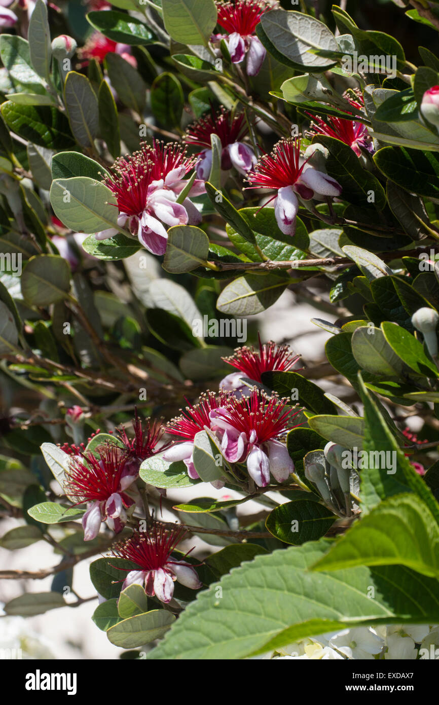 Edible July flowers of the pineapple guava, Acca sellowiana Stock Photo