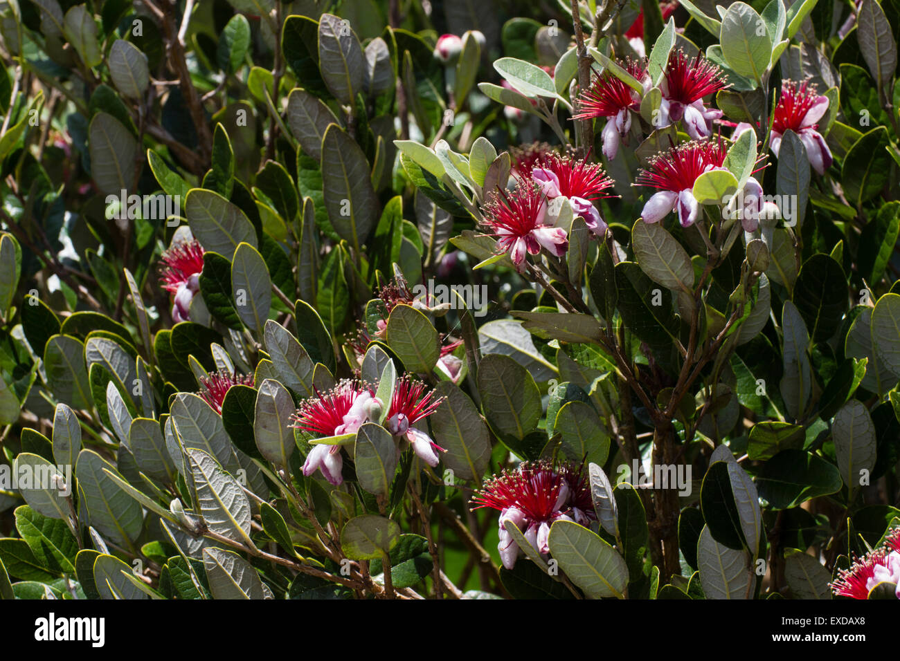 Edible July flowers of the pineapple guava, Acca sellowiana Stock Photo