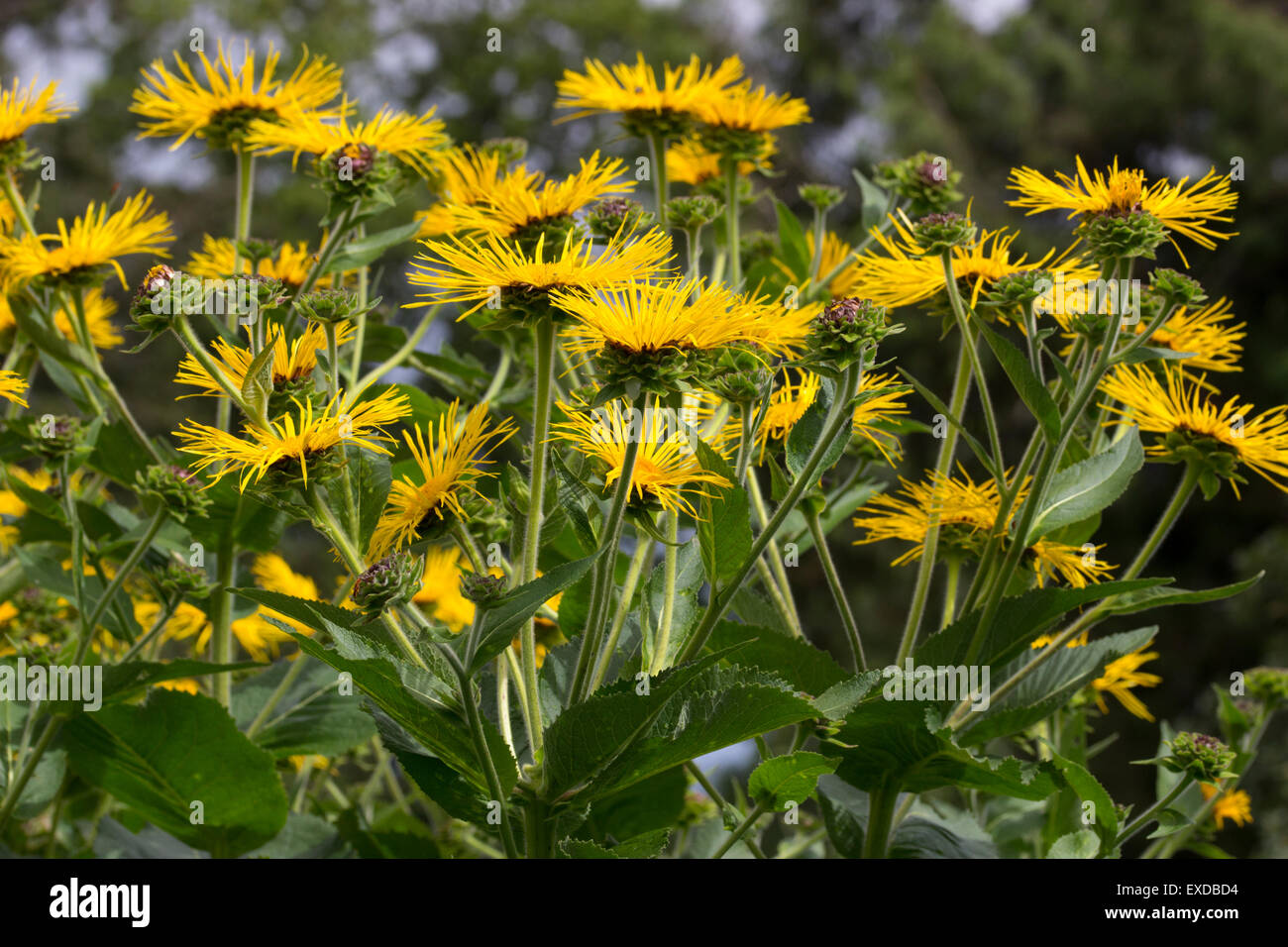 July flowers of the giant yellow daisy, Inula magnifica Stock Photo