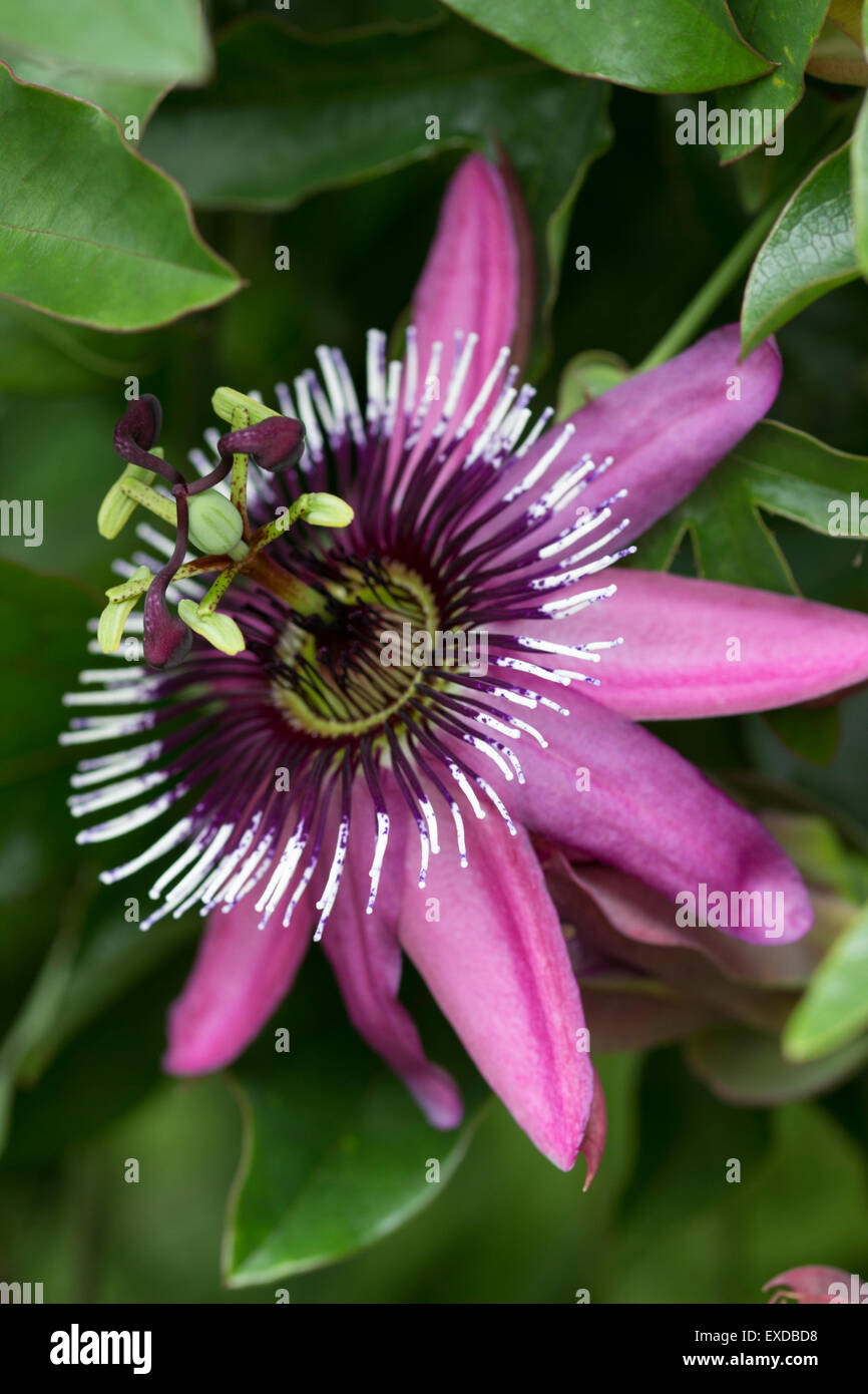 Intricate flower of the halfhardy passion flower, Passiflora x