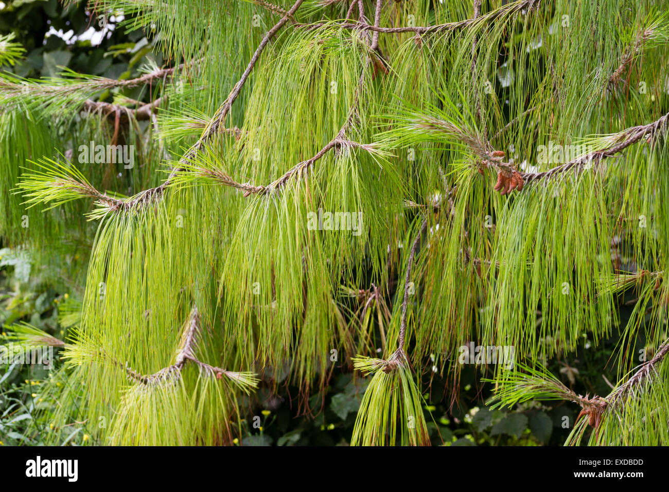 Long, dangling needles of the Mexican weeping pine, Pinus patula Stock Photo