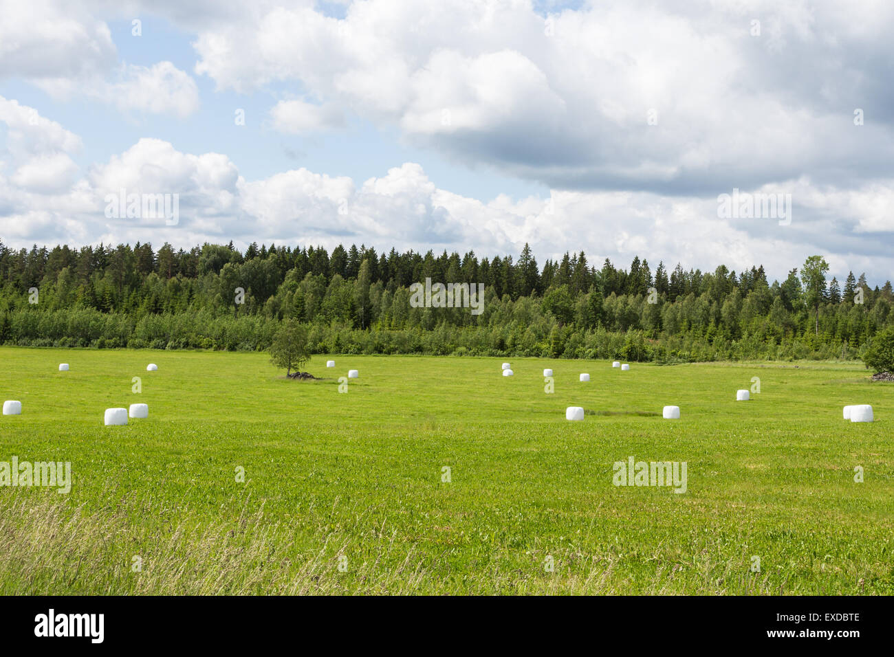 Grass in plastic Silage Balls in Sweden Stock Photo