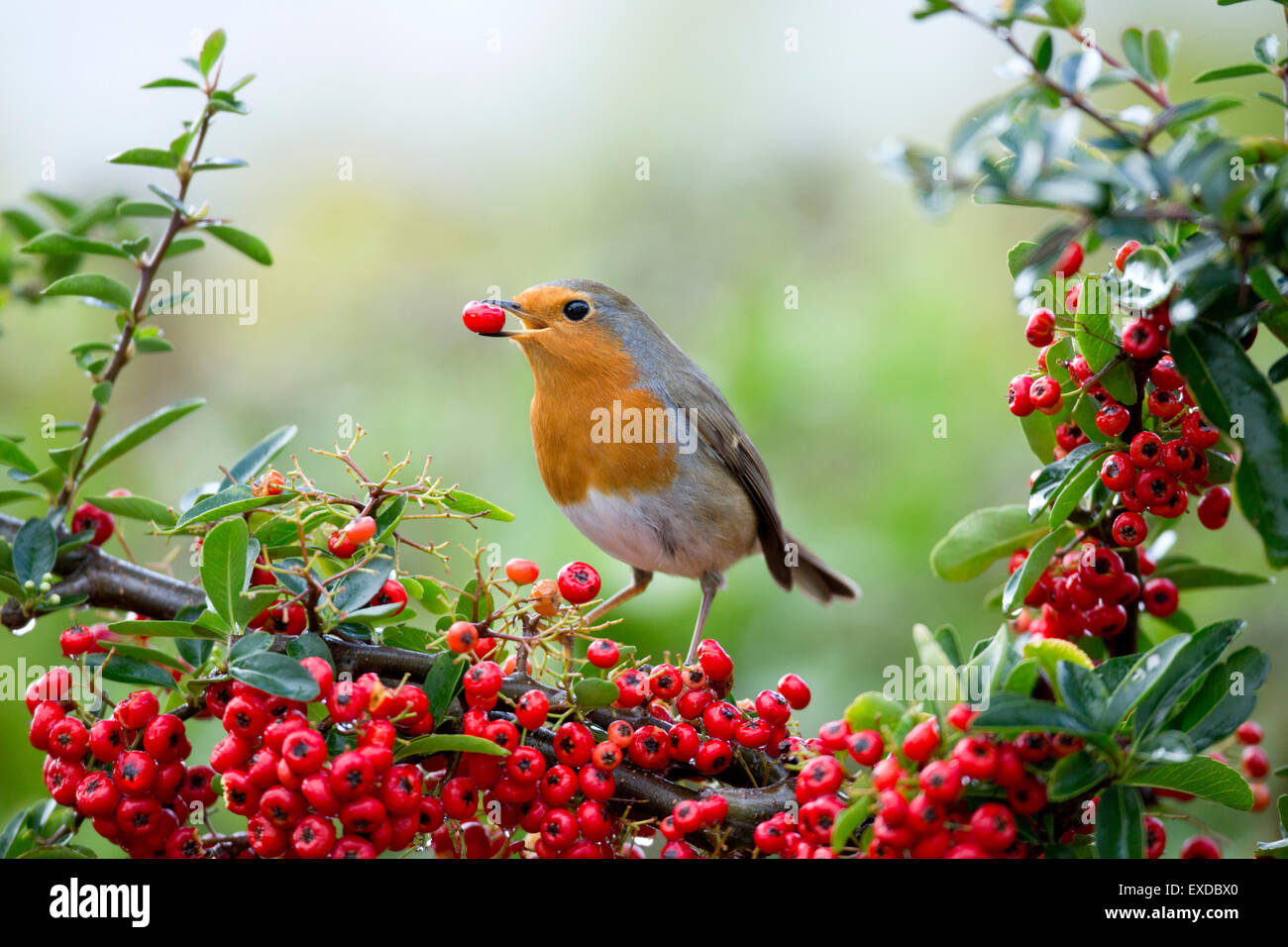 Robin; Erithacus rubecula Single Eating Pyracantha Berries Cornwall; UK
