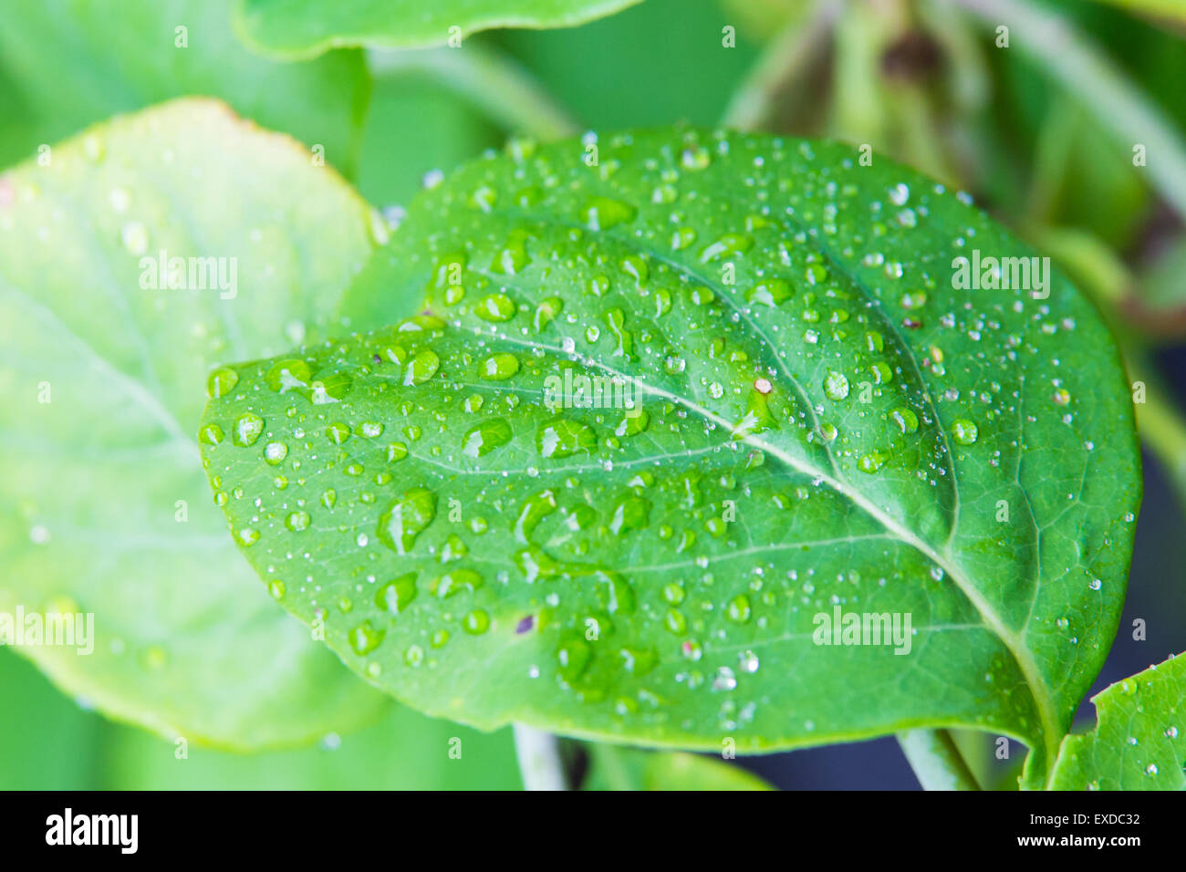 Isolated Large Green Leaf with Multiple Waterdrops Stock Photo