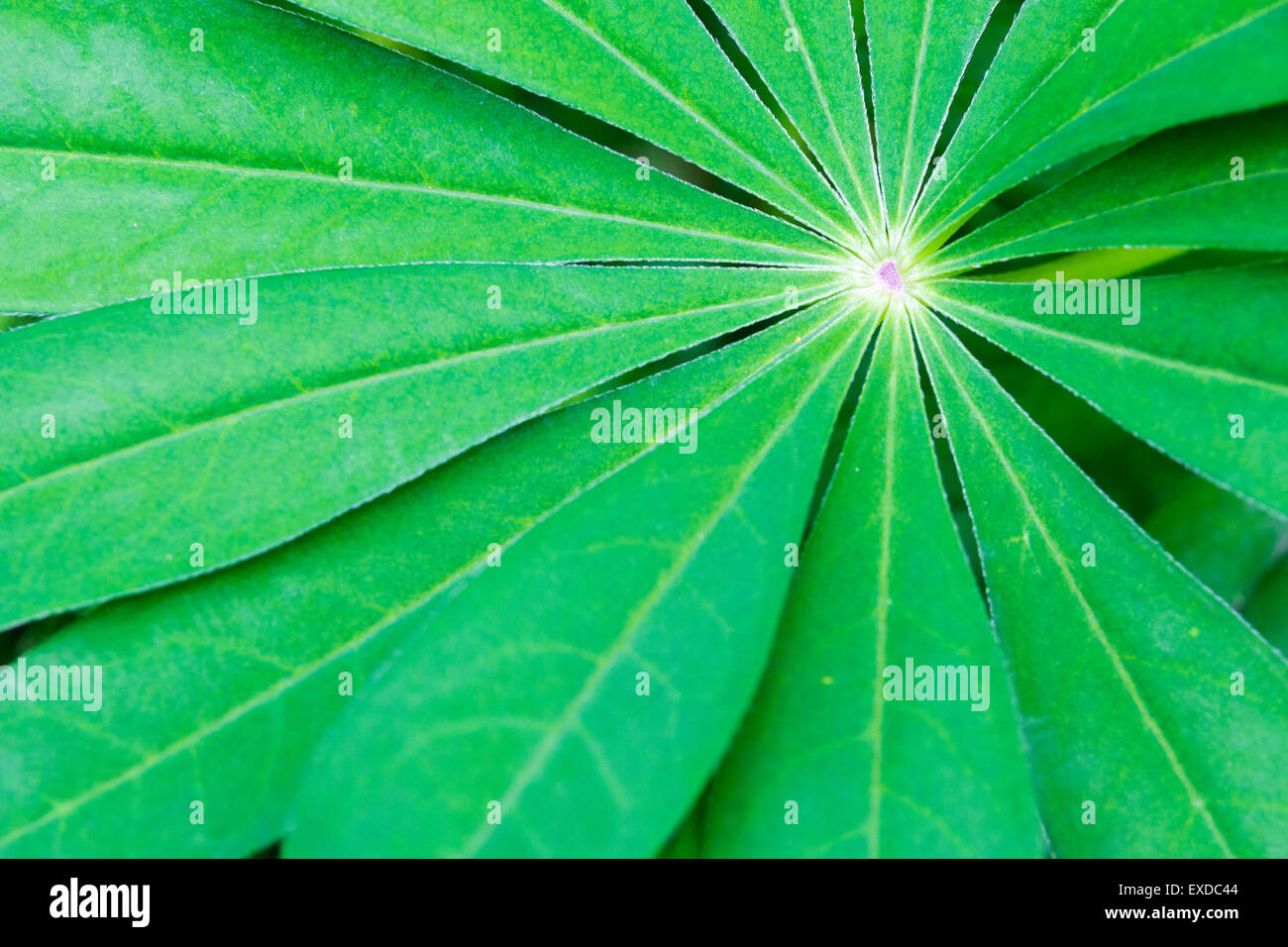 Lupin flower hires stock photography and images Alamy