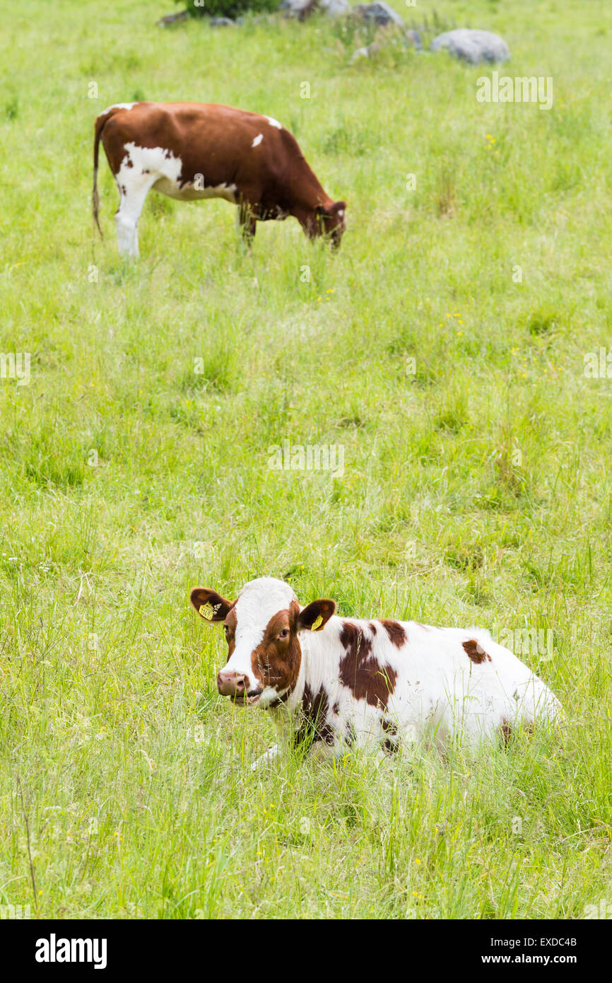 A Brown and White Cow Lying in High Grass Looking Towards the Camera Stock Photo