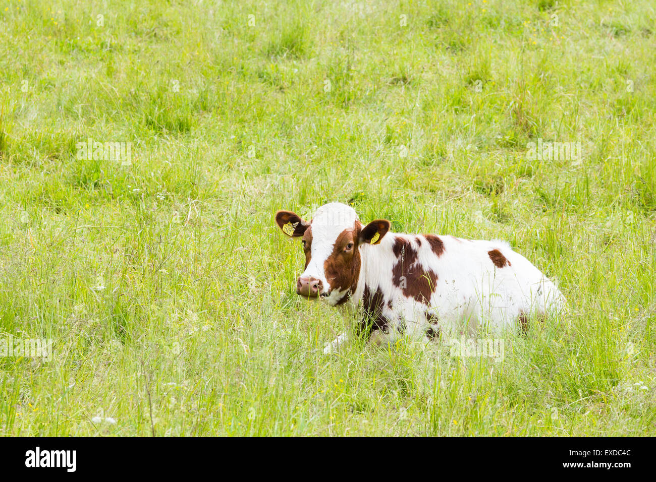 A Brown and White Cow Lying in High Grass Looking Towards the Camera Stock Photo