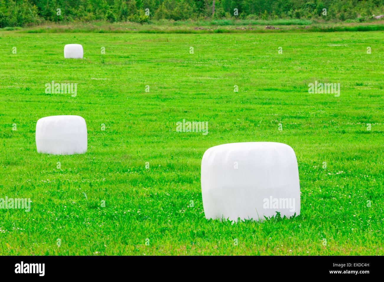 Grass in plastic Silage Balls in Sweden Stock Photo