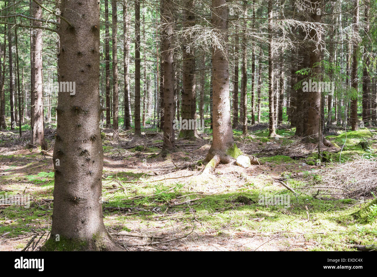 Old growth pine forest hi-res stock photography and images - Alamy