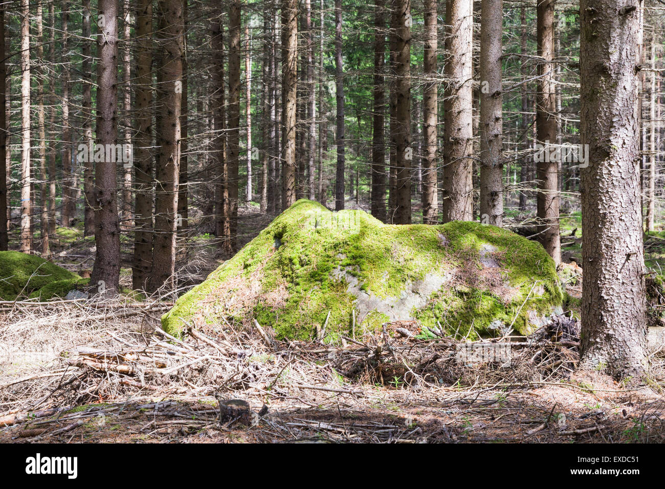 Giant Overgrown Boulder with Moss on Top in Pine Forest Stock Photo