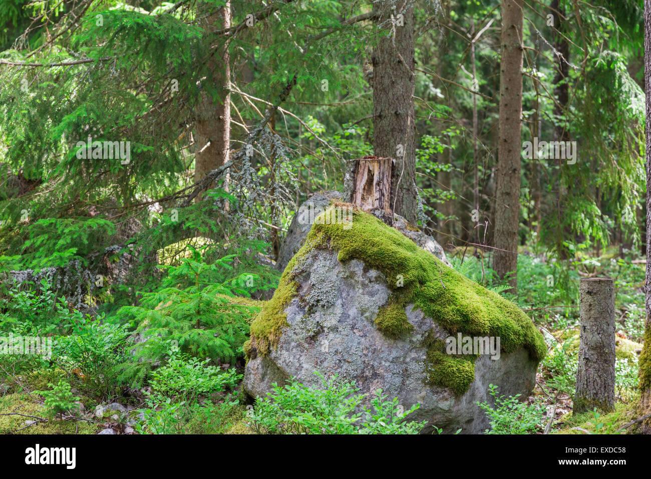 Giant Overgrown Boulder with Moss on Top in Pine Forest Stock Photo