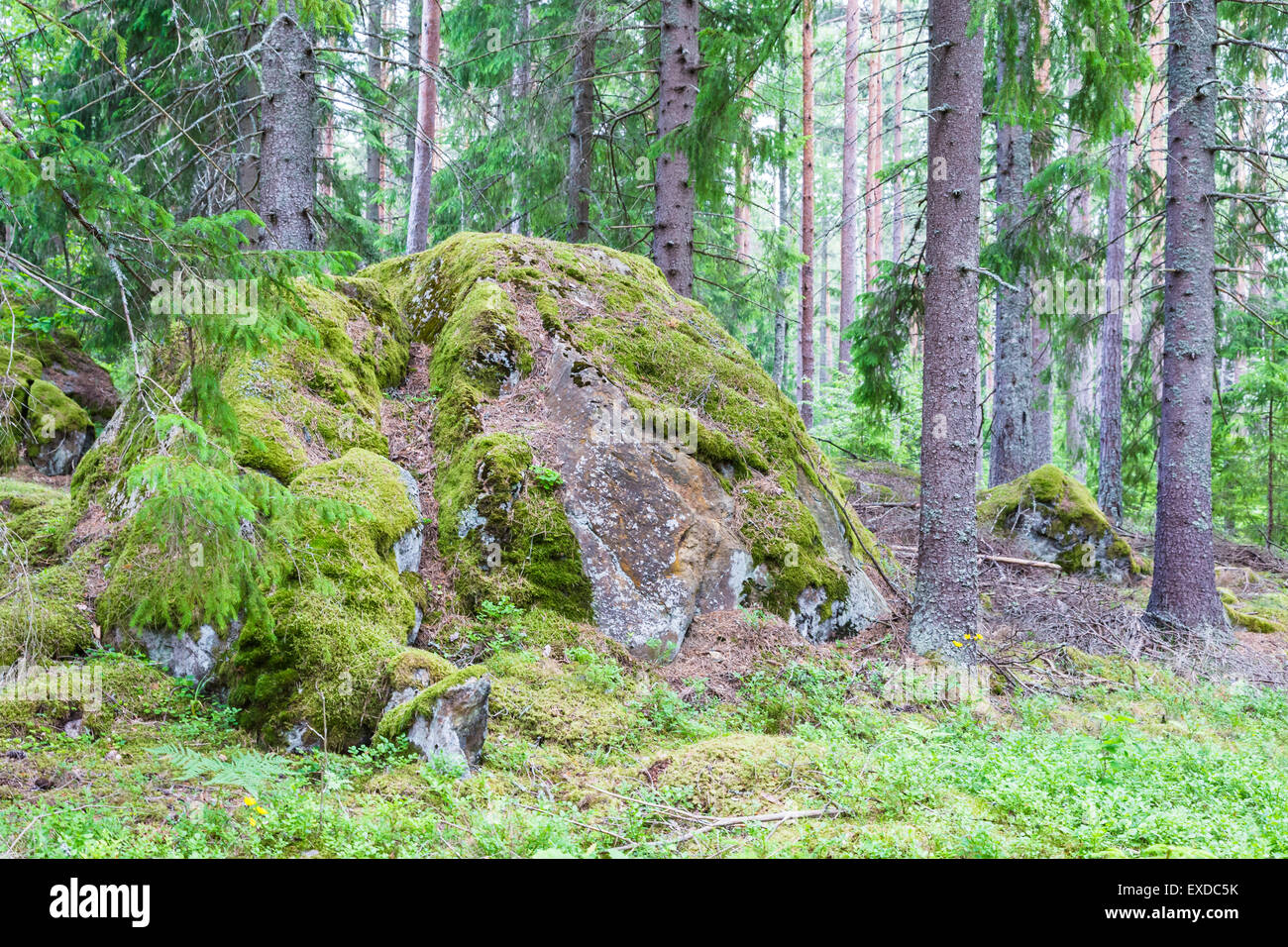 [Image: large-massive-boulder-in-pine-forest-ove...EXDC5K.jpg]