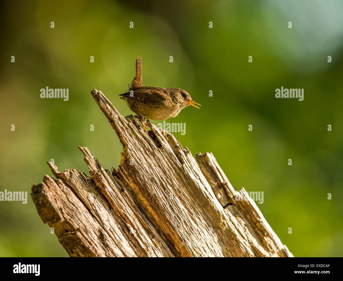 British Wren depicted singing on an old dilapidated wooden tree stump, bathed in early evening sunlight. Stock Photo