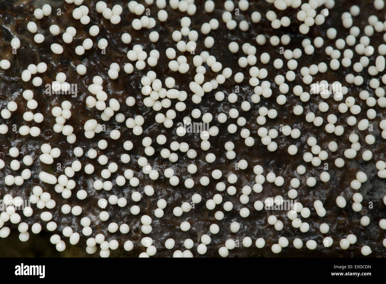 Slime Mould; Myxomycete Cornwall; UK Stock Photo