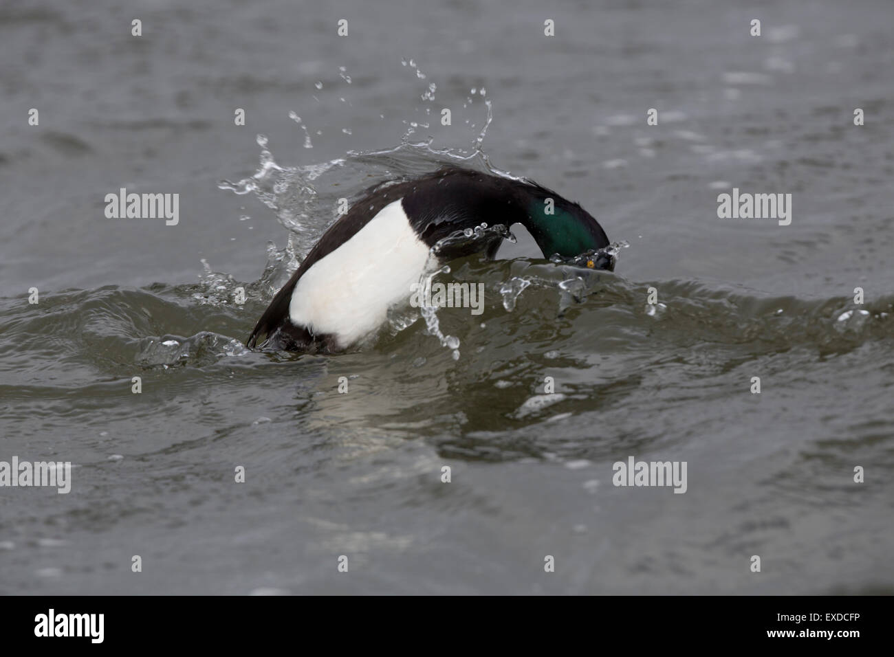 Tufted Duck; Aythya fuligula Single Male Diving; Cornwall; UK Stock Photo
