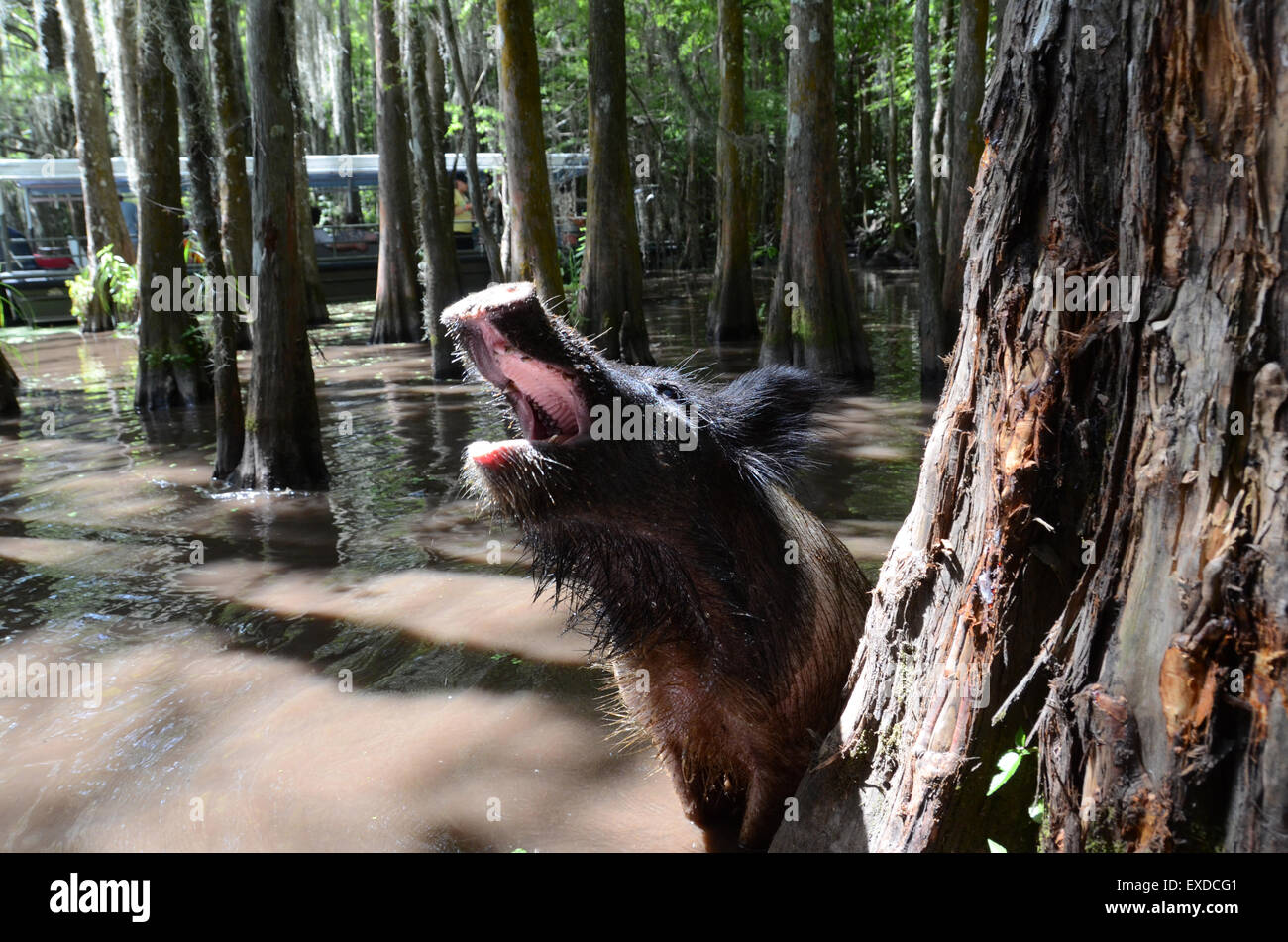 swamp pig louisiana new orleans pearl river Stock Photo Alamy