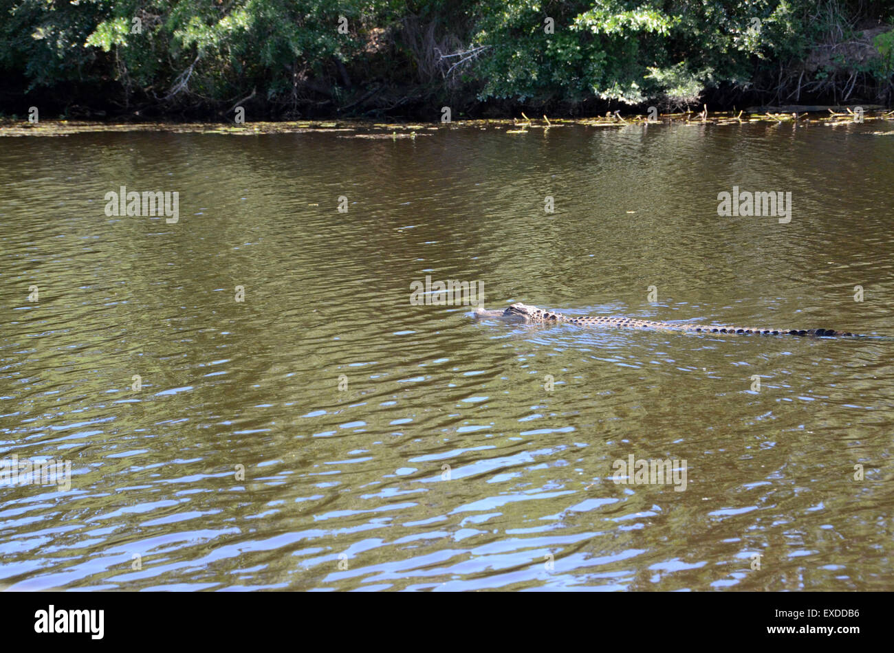 alligator swamp louisiana pearl river bayou new orleans Stock Photo