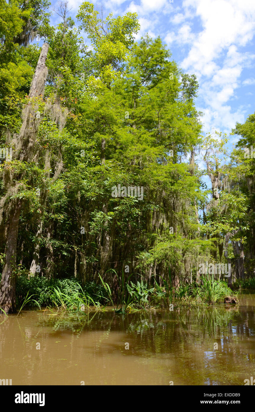 swamp louisiana pearl river bayou new orleans Stock Photo Alamy