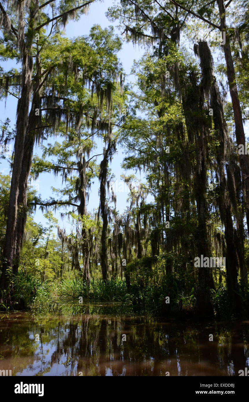 swamp louisiana pearl river bayou new orleans Stock Photo Alamy