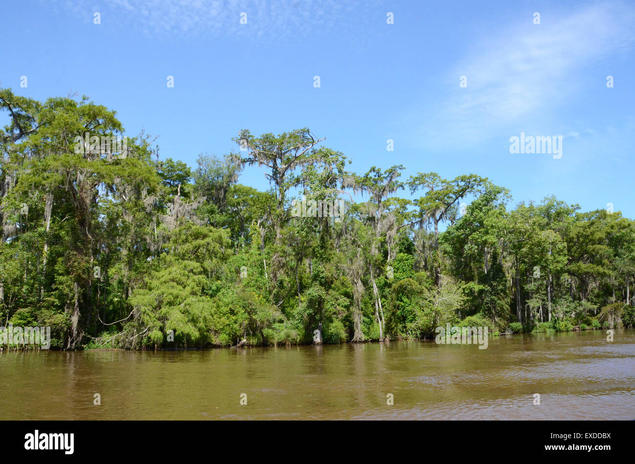 swamp louisiana pearl river bayou new orleans Stock Photo Alamy