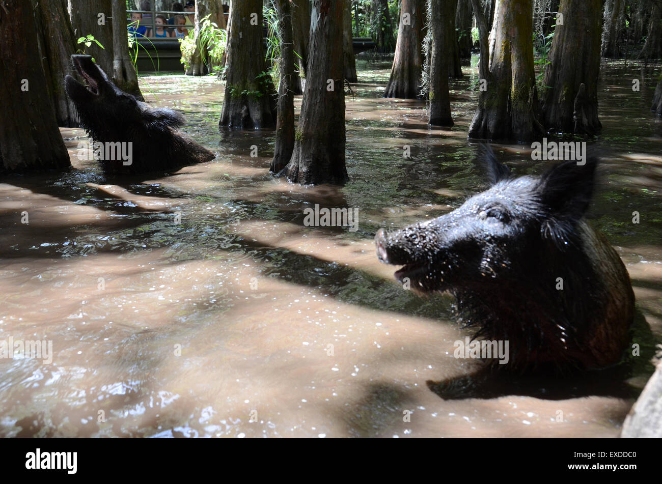pigs swamp louisiana pearl river bayou new orleans Stock Photo